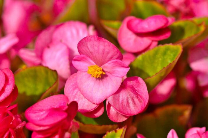begonia