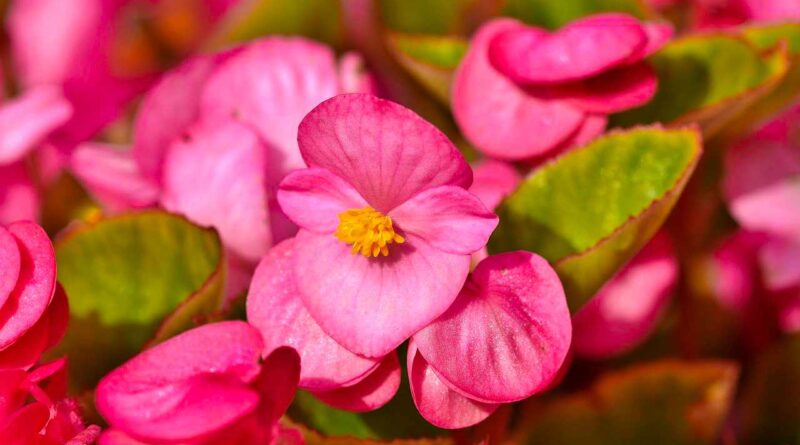 begonia